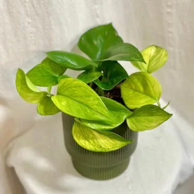 pothos epipremnum lemon top tahava izbova rastlina