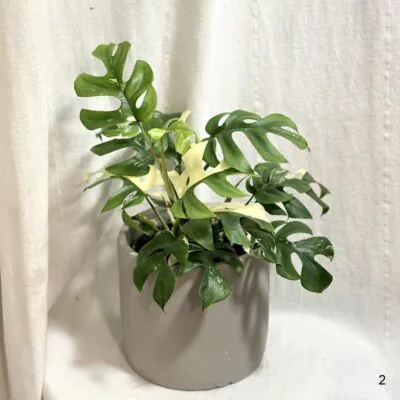 Rhaphidophora tetrasperma variegata (Monstera Minima) Rhaphidophora tetrasperma variegata (Monstera Minima)