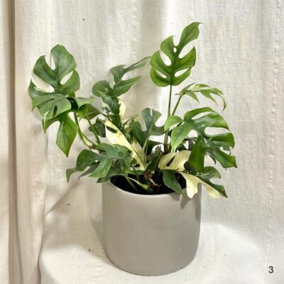 Rhaphidophora tetrasperma variegata (Monstera Minima) Rhaphidophora tetrasperma variegata (Monstera Minima)