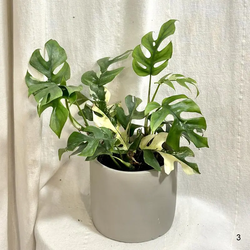 Rhaphidophora tetrasperma variegata (Monstera Minima) 3