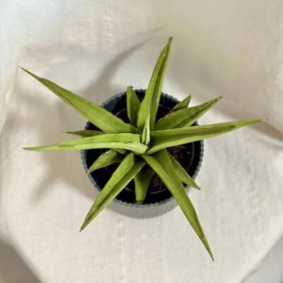 sansevieria Platinum Crown svokrine jazyky nenarocna izbova rastlina
