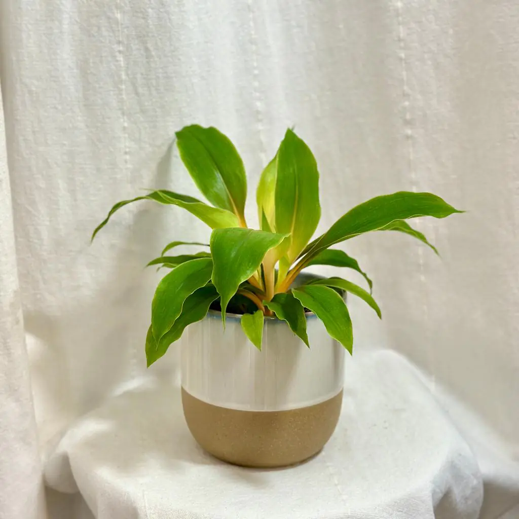 Zelenec / Chlorophytum orchidastrum ‘Fire Flash’ stredný