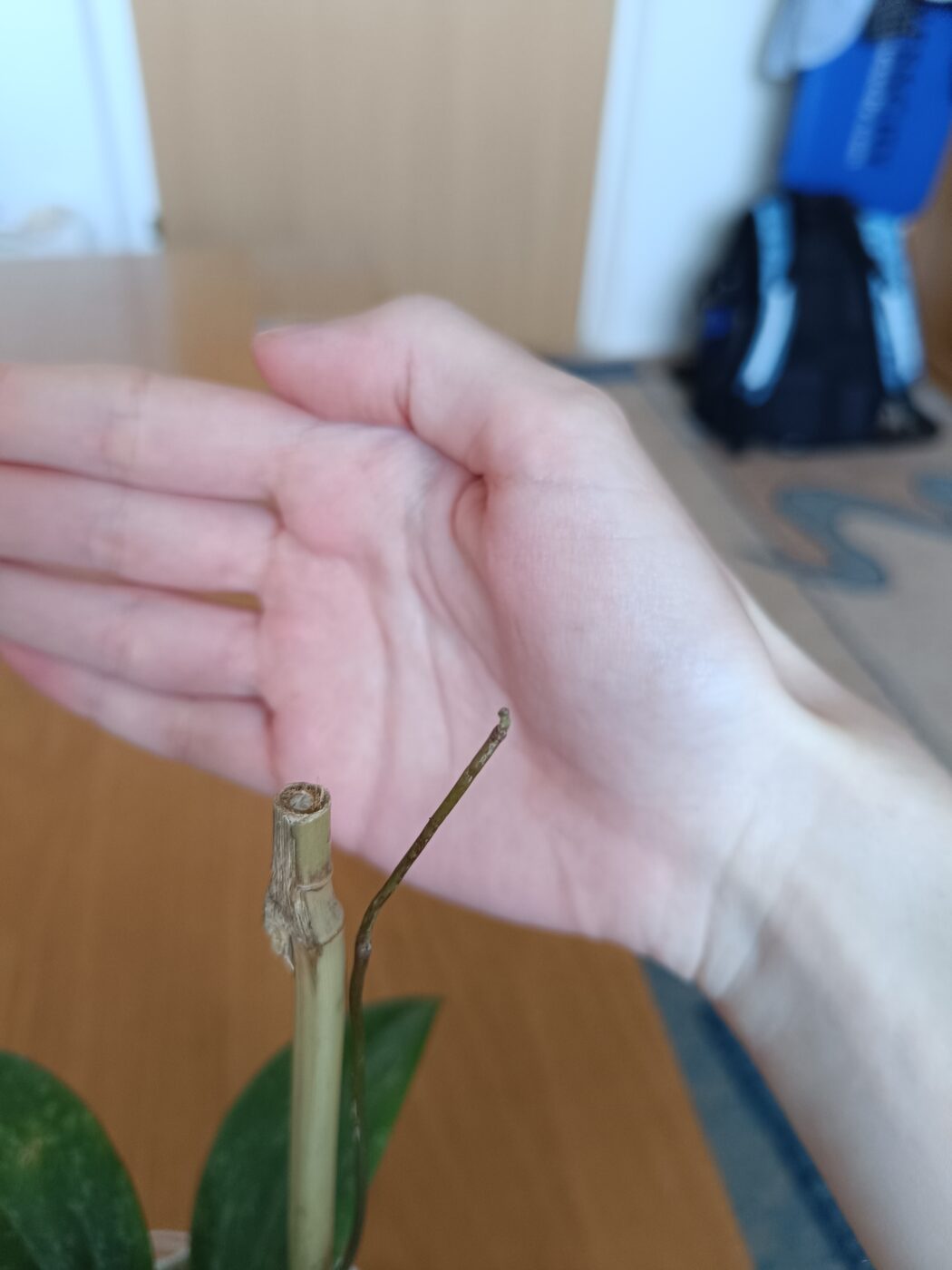 Image #4 from Anonym