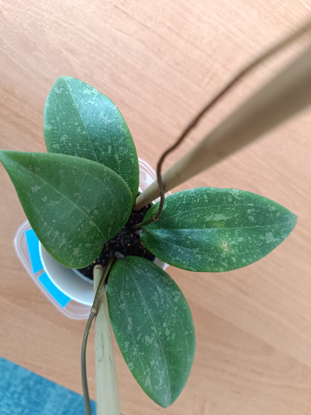 Image #1 from Anonym