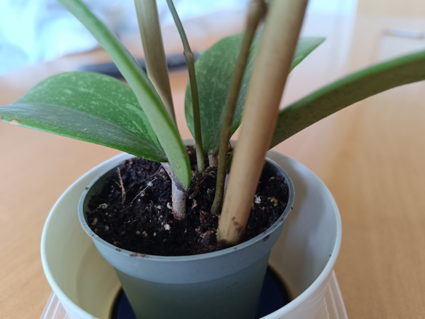 Image #2 from Anonym