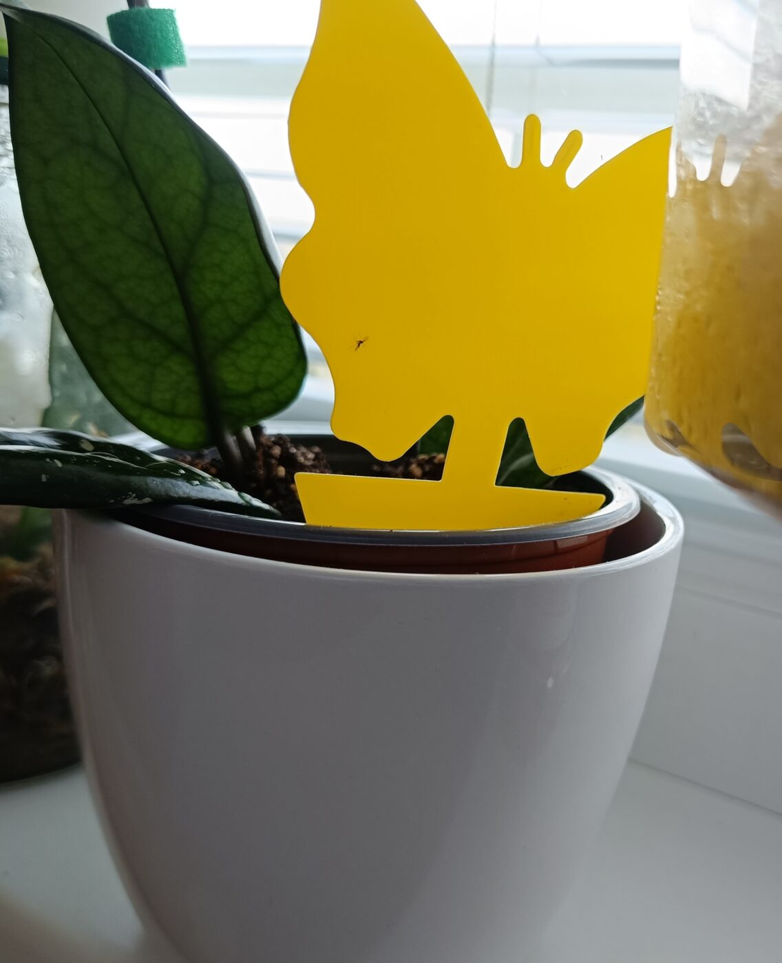 Image #1 from Anonym