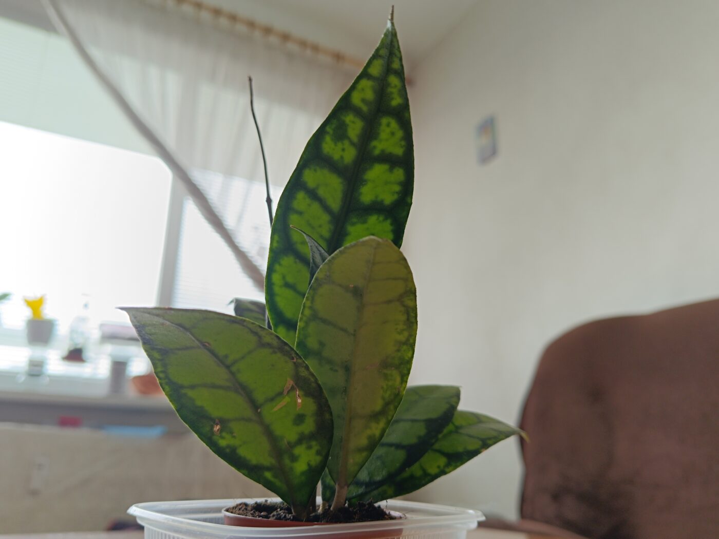 Image #4 from Phalaenopsis