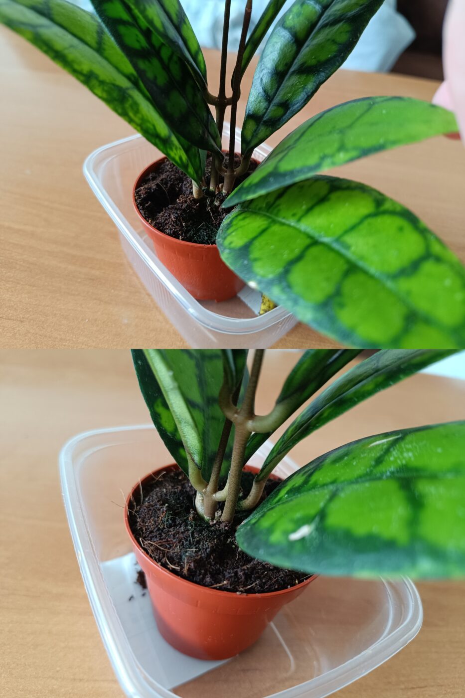 Image #2 from Phalaenopsis