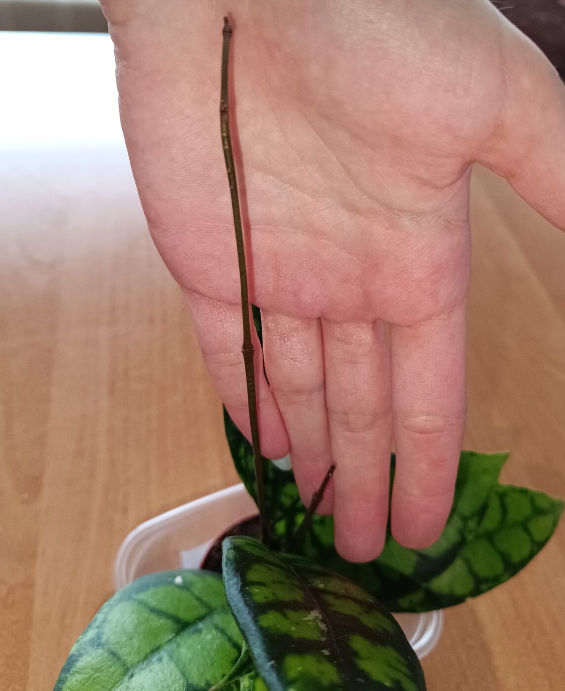 Image #3 from Phalaenopsis