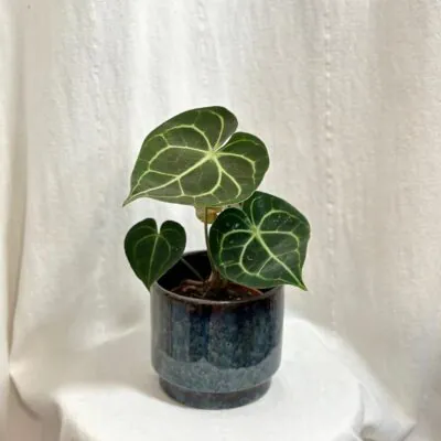 anthurium clarinervium