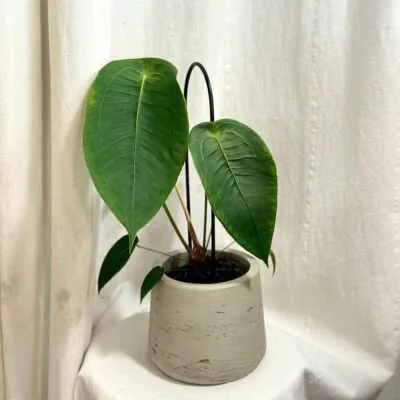 anthurium peltigerum