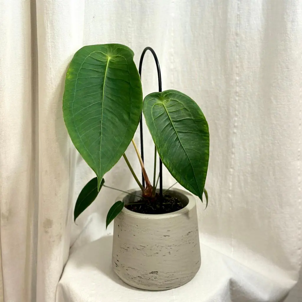 Anthurium peltigerum veľké anthurium peltigerum