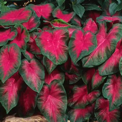 Hľuza Caladium ‘Freida Hemple’ hluza caladium freida hemple ako vypestovat kaladium z hluzy