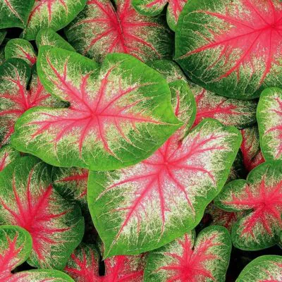 Hľuza Caladium ‘Pink Beauty’ hluza caladium pink beauty ako vypestovat kaladium z hluzy