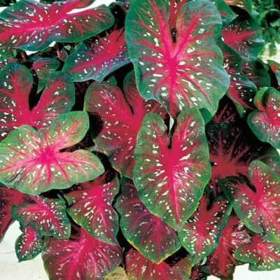 Hľuza Caladium ‘Red Flash’ caladium red flash plantizia Plantizia.sk