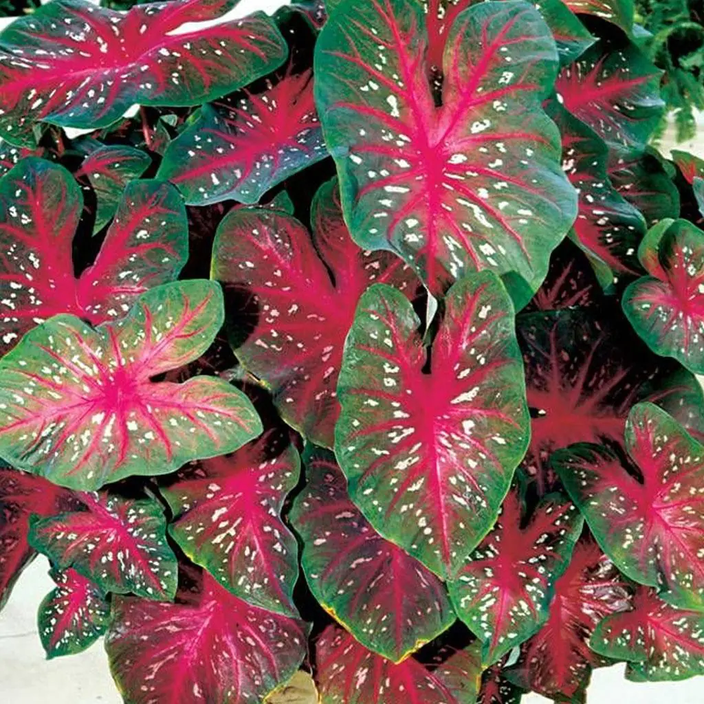 Hľuza Caladium ‘Red Flash’ Hľuza Caladium ‘Red Flash’ – Obrázok 2