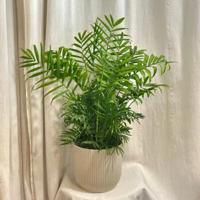 Izbové rastliny, riasogule a príslušenstvo chamaedorea elegans, palmička, malá palma, izbova rastlina, nenáročná raslina, rastlina do tieňa,