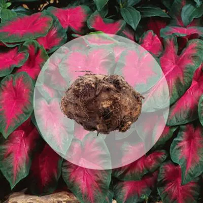 hluza caladium freida hemple ako vypestovat kaladium z hluzy