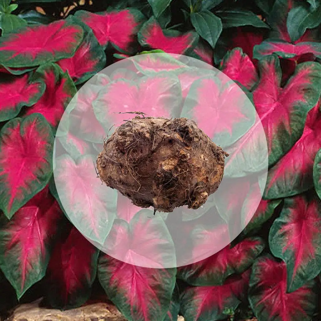 Hľuza Caladium ‘Freida Hemple’ hluza caladium freida hemple ako vypestovat kaladium z hluzy