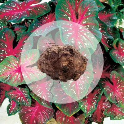 hluza caladium red flash ako vypestovat kaladium z hluzy