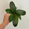 Hoya erythrina hoya erythina voskovka