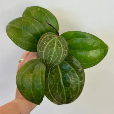 hoya sp. Sarawak ‘Cream’ voskovka