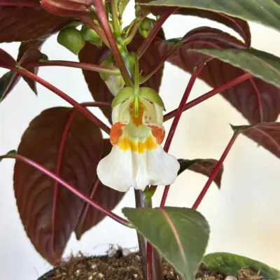 Impatiens morsei ‘Velvetea’ Impatiens morsei Velvetea velvet love kvet