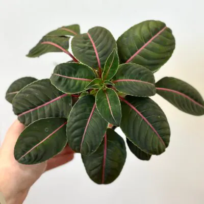 Izbové rastliny, riasogule a príslušenstvo Impatiens morsei Velvetea velvet love