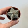 Kaktus Astrophytum myriostigma malý astrophytum myriostigma kaktus