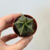 Kaktus Astrophytum myriostigma nudum malý astrophytum myriostigma nudum kaktus