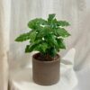 Kávovník / Coffea Arabica kavovnik coffea arabica