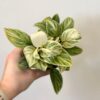 Philodendron ‘Birkin’ stredný philodendron birkin filodendron izbova rastlina