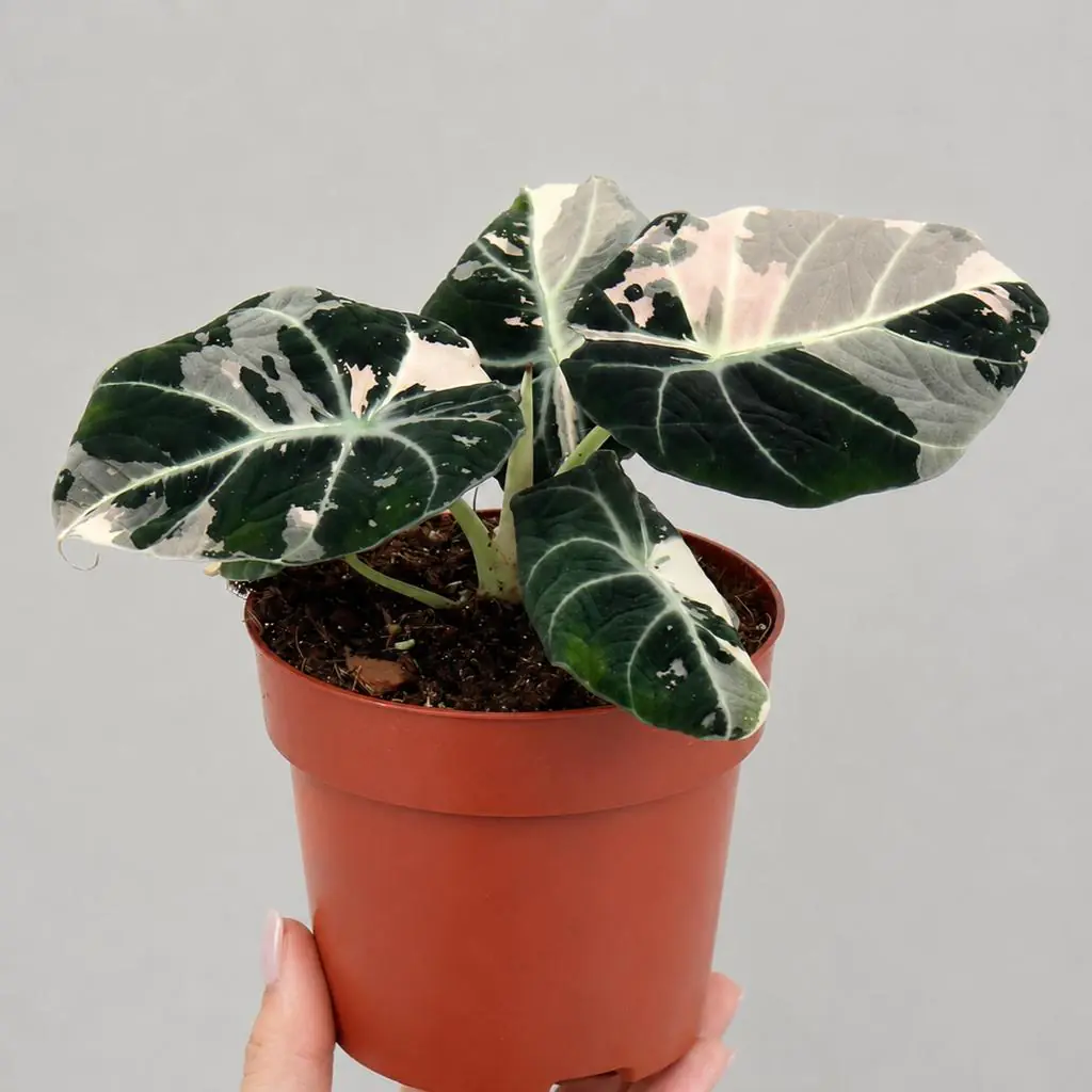 Alocasia ‘Black Velvet Pink Variegata’ veľká Alocasia Black Velvet Pink Variegata