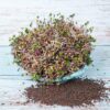 Červená kapusta semienka na klíčenie 10 g cervena kapusta semienka na klicenie microgreens klicky klickovanie