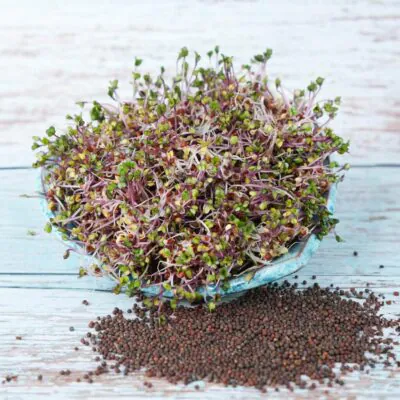 cervena kapusta semienka na klicenie microgreens klicky klickovanie