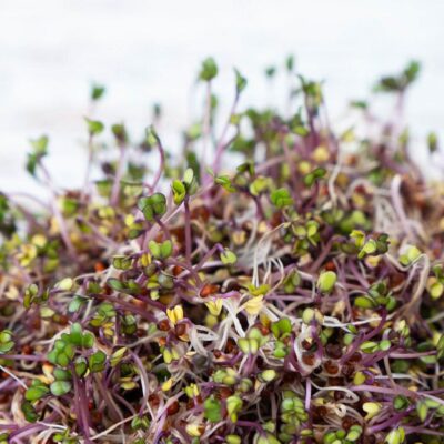 Červená kapusta semienka na klíčenie 10 g cervena kapusta semienka na klicenie microgreens klicky klickovanie