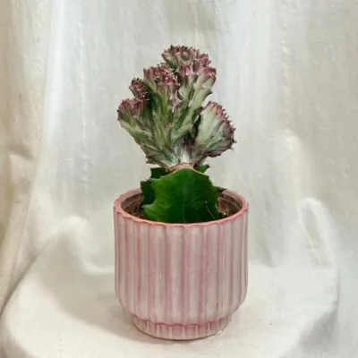 Kaktusy - ako ich pestovať v byte euphorbia lactea cristata ruzova sukulent