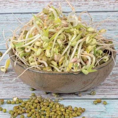 fazula mungo semienka na klicenie microgreens klicky klickovanie