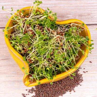 horcica cierna semienka na klicenie microgreens klicky klickovanie