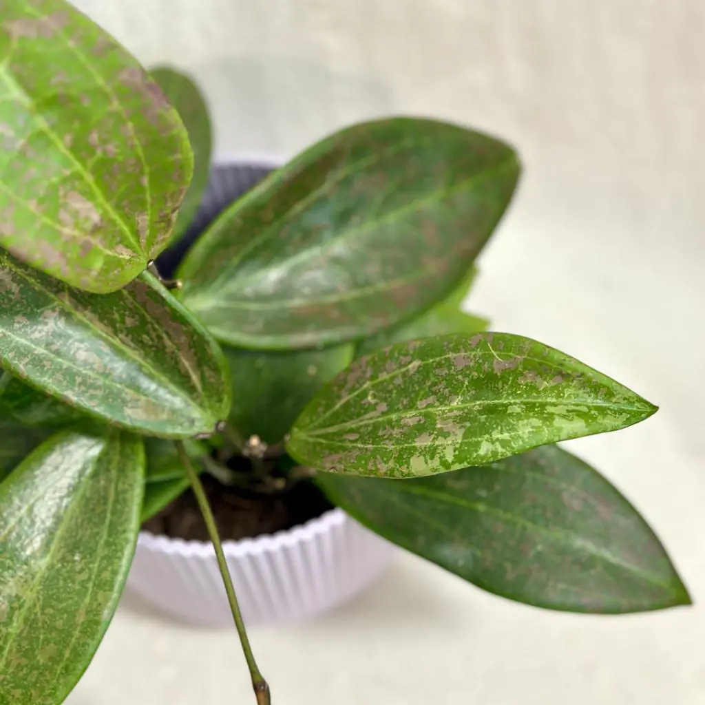 Hoya wibergiae hoya wibergiae voskovka tahava izbova rastlina