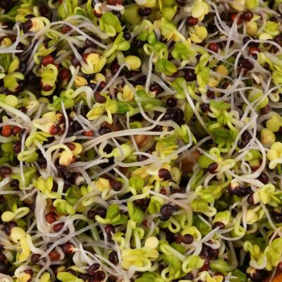 Kel kučeravý červený semienka na klíčenie 10 g kel kuceravy cerveny semienka na klicenie microgreens klicky klickovanie