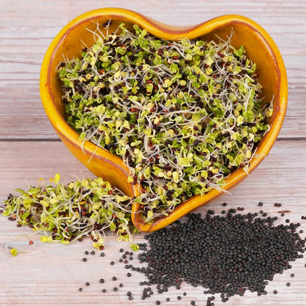 Kel kučeravý červený semienka na klíčenie 10 g kel kuceravy cerveny semienka na klicenie microgreens klicky klickovanie