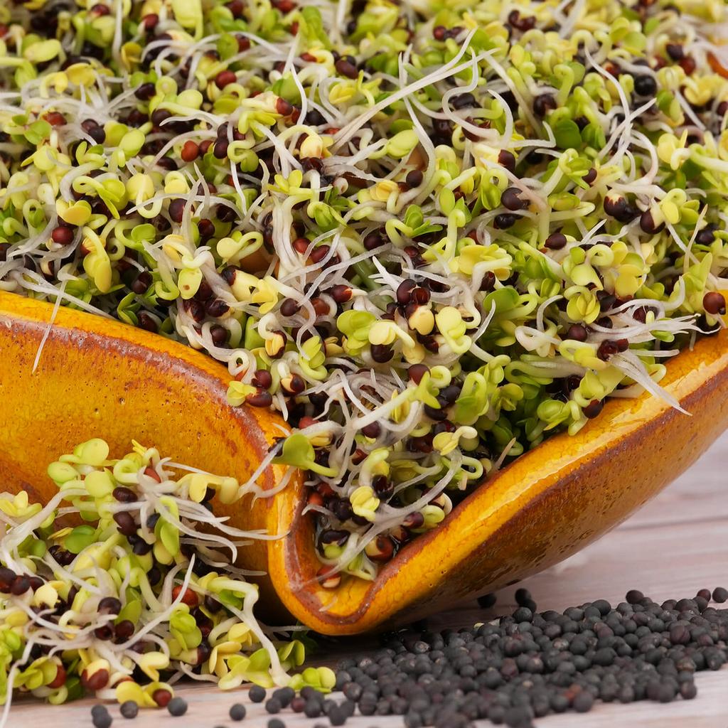 Kel kučeravý červený semienka na klíčenie 10 g kel kuceravy cerveny semienka na klicenie microgreens klicky klickovanie