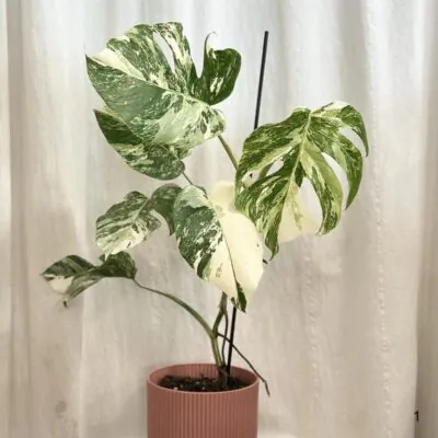 Monstera – 10 najčastejších problémov a ako ich vyriešiť monstera deliciosa albo variegata panasovana monstera biela vzacna izbova rastlina