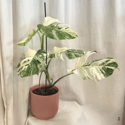 monstera deliciosa albo variegata panasovana monstera biela vzacna izbova rastlina