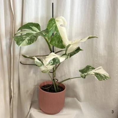 monstera deliciosa albo variegata panasovana monstera biela vzacna izbova rastlina