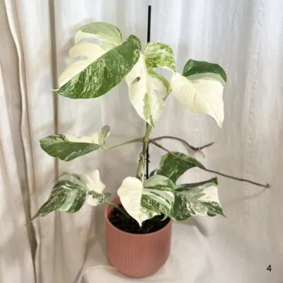 monstera deliciosa albo variegata panasovana monstera biela vzacna izbova rastlina