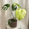 Monstera deliciosa ‘Mint’ veľká monstera deliciosa mint panasovana vzacna raritna izbova rastlina
