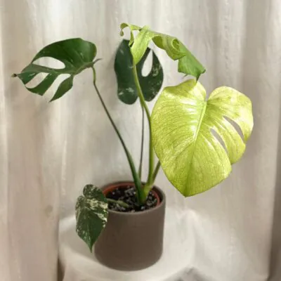 Izbové rastliny, riasogule a príslušenstvo monstera deliciosa mint panasovana vzacna raritna izbova rastlina
