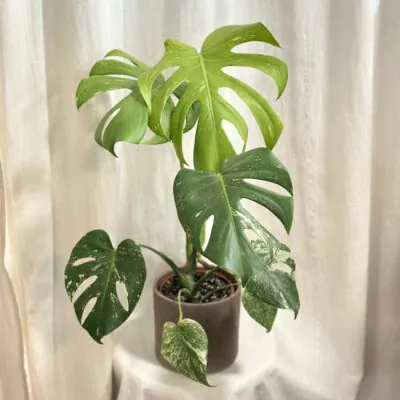 Monstera deliciosa ‘Mint’ veľká monstera deliciosa mint panasovana vzacna raritna izbova rastlina